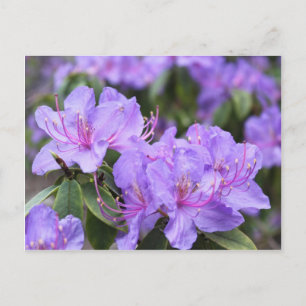 Carte Postale fleurs d'azalée violettes élégantes,杜鹃花