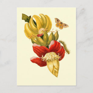 Carte Postale Fleurs de bananiers Impression botanique Vintage