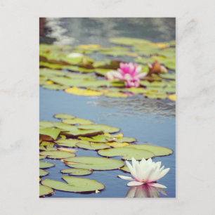Carte Postale Fleurs de bassin de nénuphars