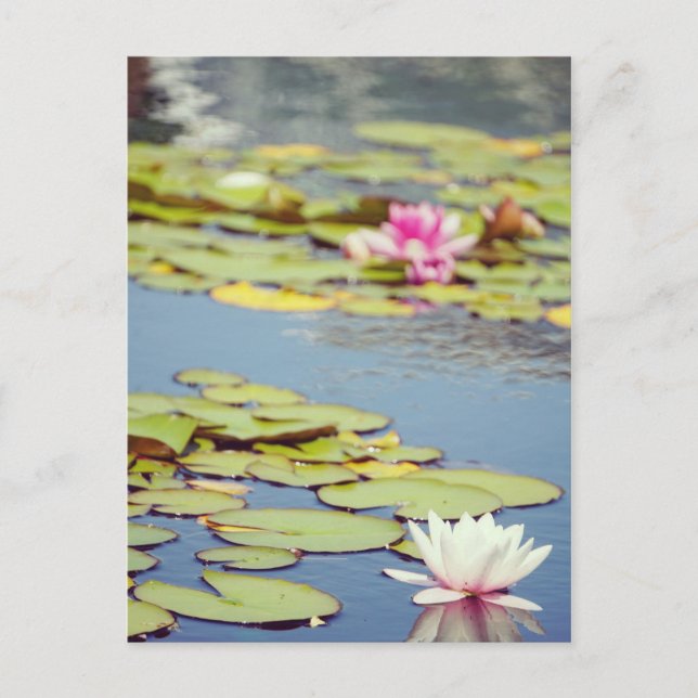 Carte Postale Fleurs de bassin de nénuphars (Devant)