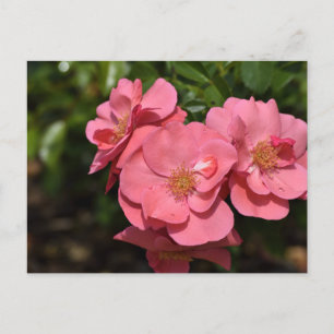 Carte Postale Fleurs de Begonia roses