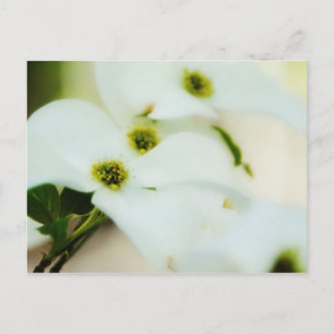 Carte postale Fleurs de bois de chien
