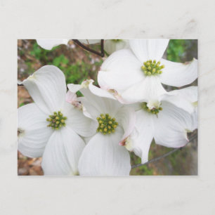 Carte Postale Fleurs de bois de chien de l'Est - Cornus florida