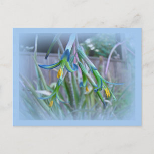 Carte Postale Fleurs de bromeliade sur bleu