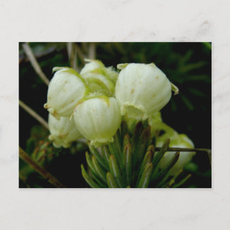 Carte Postale Fleurs de bruyères aléoutiennes, île de l'Unalaska