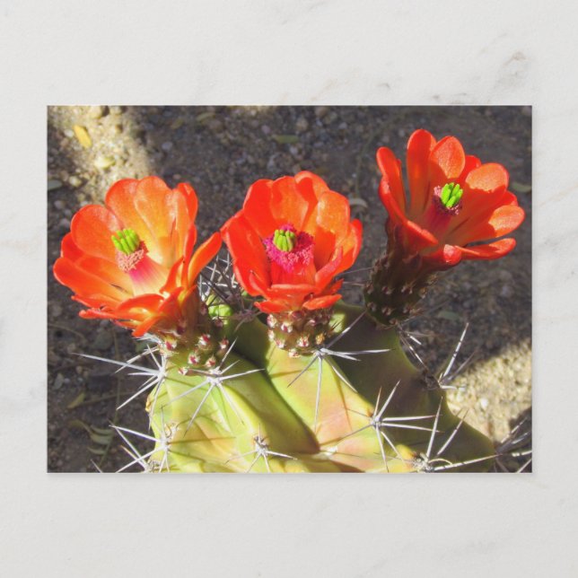 Carte Postale Fleurs de cactus (Devant)