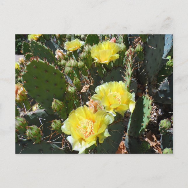 Carte Postale Fleurs de cactus (Devant)