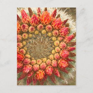 Carte Postale Fleurs de cactus 016a