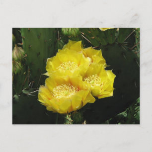 Carte Postale Fleurs de cactus à poires