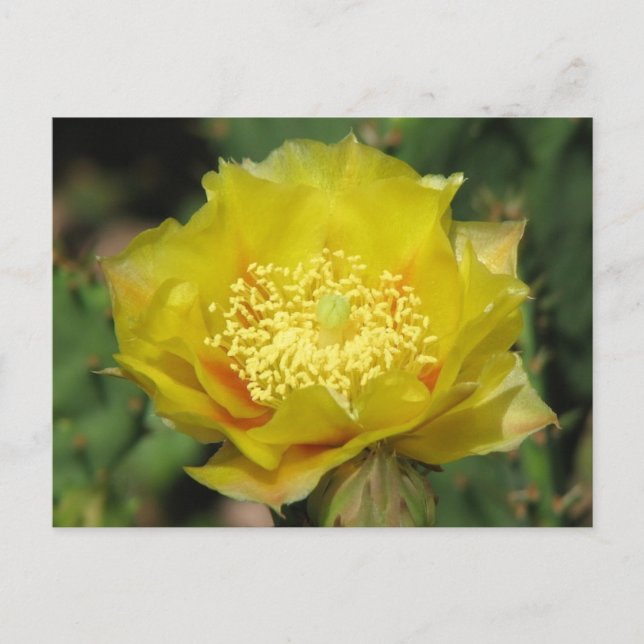 Carte Postale Fleurs de cactus à poires (Devant)