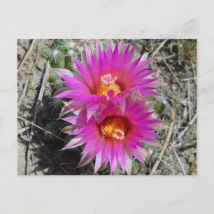 Carte Postale Fleurs de cactus balle F5 "Escobaria vivipara"
