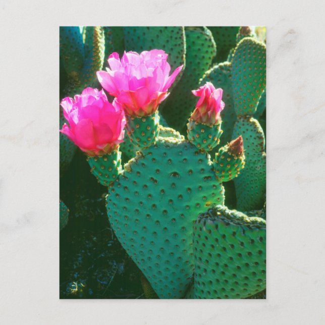 Carte Postale Fleurs de Cactus Beavertail (Devant)