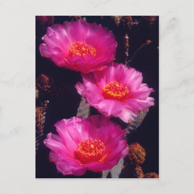 Carte Postale Fleurs de Cactus Beavertail 2 (Devant)