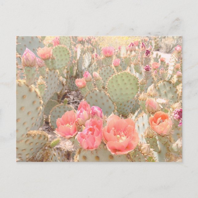 Carte Postale Fleurs de cactus Coucher de soleil sur les fleurs  (Devant)