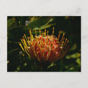 CARTE POSTALE FLEURS DE CACTUS EXOTIQUES ORANGE