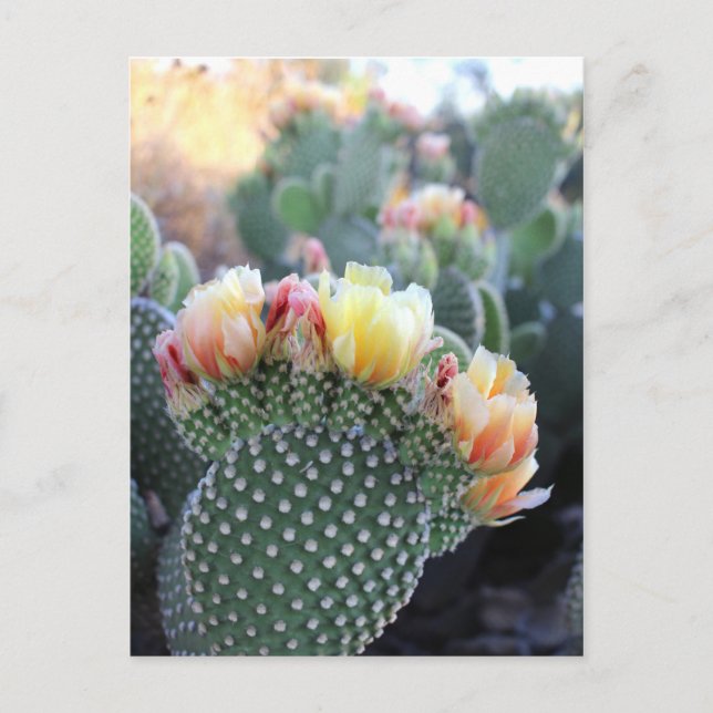 Carte Postale Fleurs de cactus Fleurs d'orange rose jaune (Devant)
