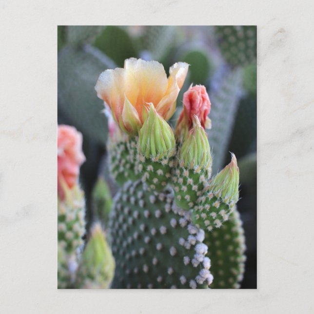 Carte Postale Fleurs de cactus Fleurs roses jaunes (Devant)