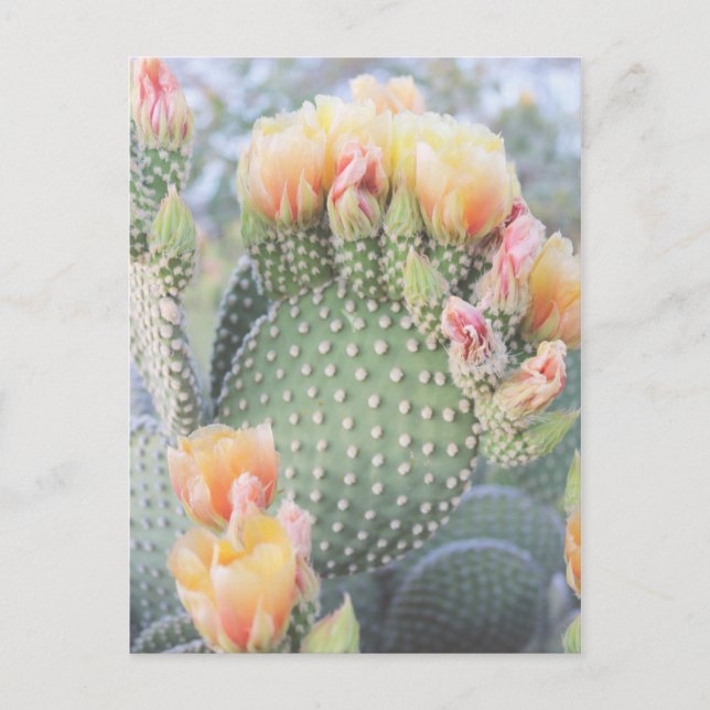 Carte Postale Fleurs de cactus Fleurs roses jaunes (Devant)