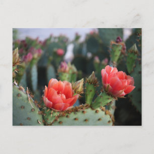 Carte Postale Fleurs de cactus Fleurs roses rouges