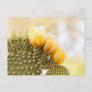 Carte Postale Fleurs de cactus jaunes en Arizona