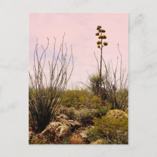 Carte Postale Fleurs de cactus Nouveau-Mexique fleurissent