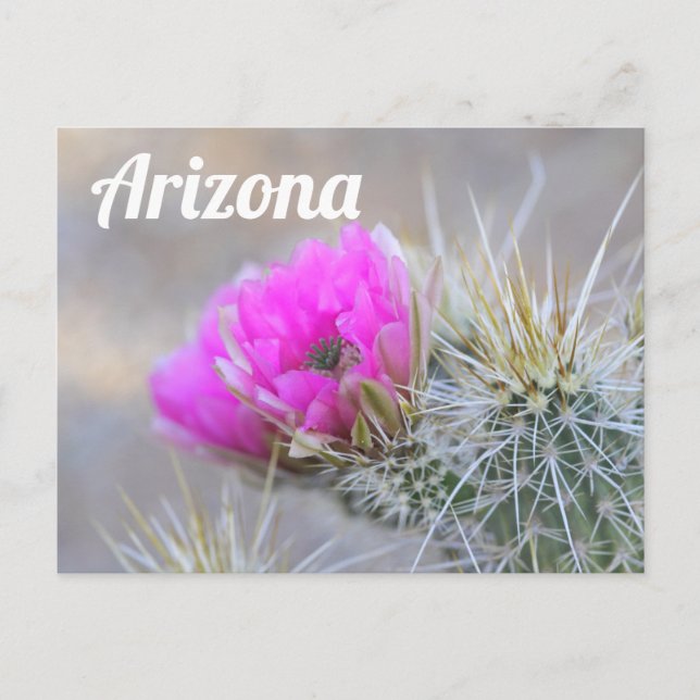 Carte Postale Fleurs de cactus roses, Arizona (Devant)