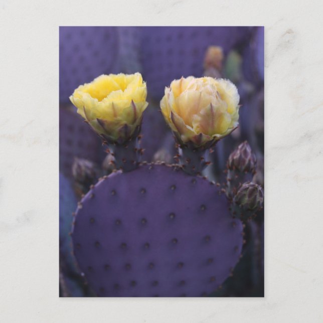 Carte Postale Fleurs de cactus violets Fleurs jaunes (Devant)