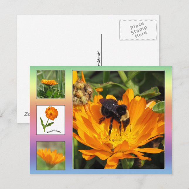 Carte postale – Fleurs de Calendula orange (Devant / Derrière)