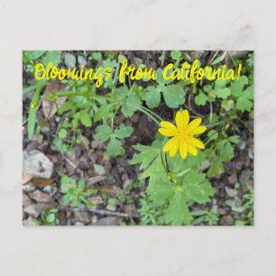 Carte Postale Fleurs de Californie: Bouton d'or