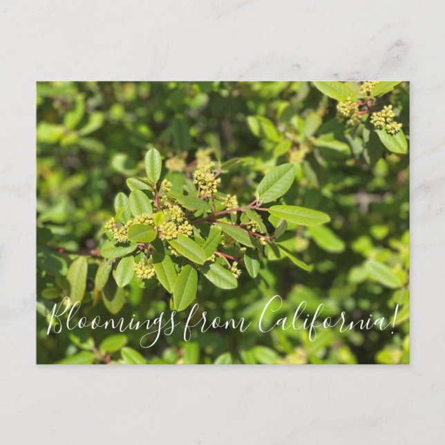 Carte Postale Fleurs de Californie : Coffeeberry (Devant)