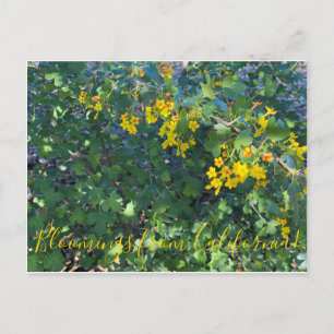 Carte Postale Fleurs de Californie : Groseillier doré