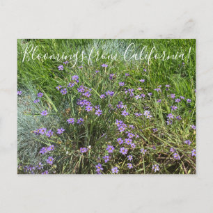 Carte Postale Fleurs de Californie : Herbe aux yeux bleus