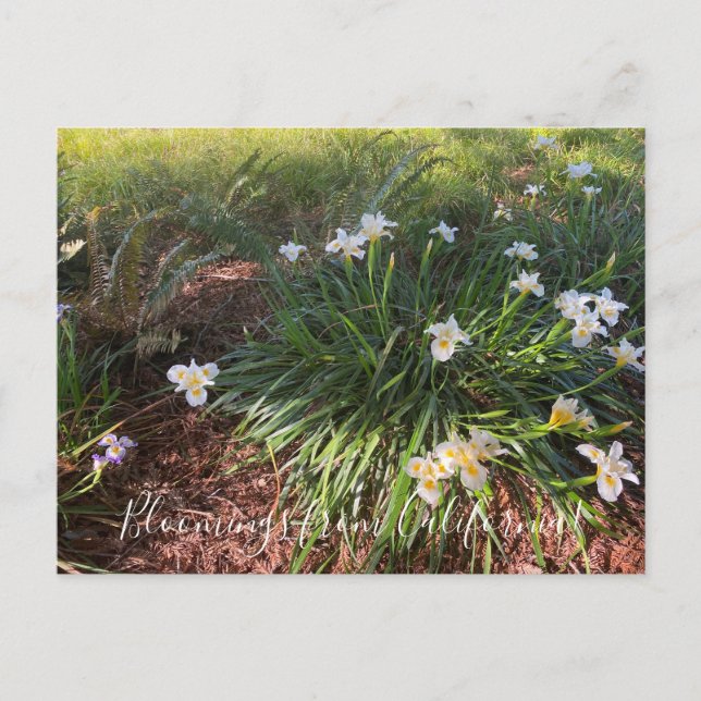 Carte Postale Fleurs de Californie: Iris Canyon Snow (Devant)