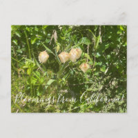Fleurs de Californie : Lanternes de Fée
