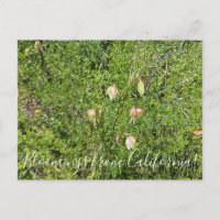 Fleurs de Californie : Lanternes de Fée