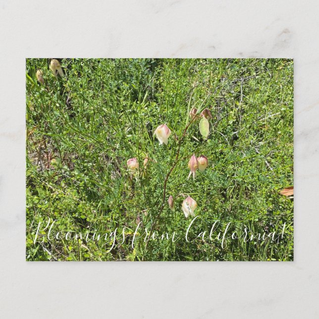 Carte Postale Fleurs de Californie : Lanternes de Fée (Devant)