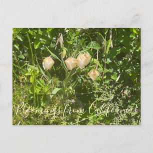 Carte Postale Fleurs de Californie : Lanternes Féeriques