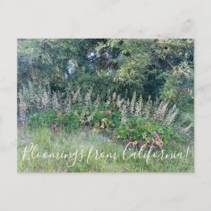 Carte Postale Fleurs de Californie: Racine d'Alun d'Ile
