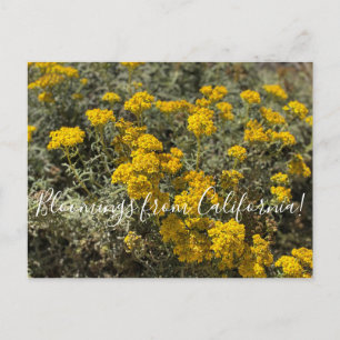 Carte Postale Fleurs de Californie : Tournesol de bord de mer