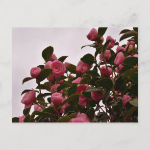 Carte Postale Fleurs de Camellia
