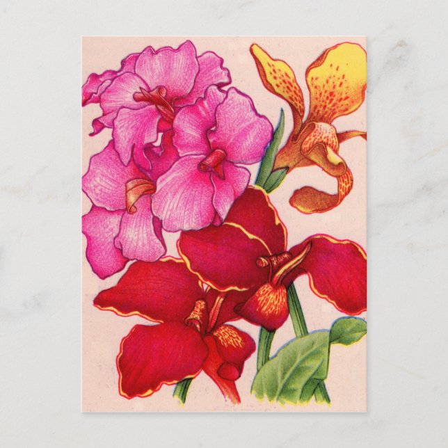 Carte Postale fleurs de canna (Devant)