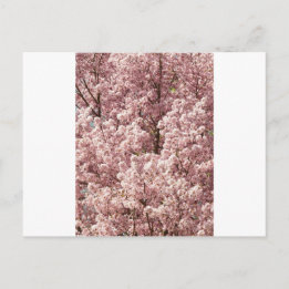 Carte Postale Fleurs de cerisier Arbre Nature Destiny Park