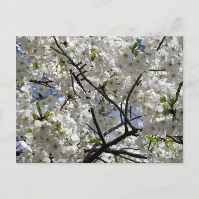 Carte Postale Fleurs de cerisier blanches : Tokyo (Devant)