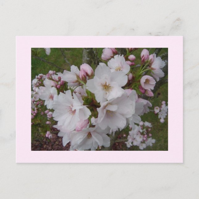 Carte Postale Fleurs de cerisier délicates (Devant)