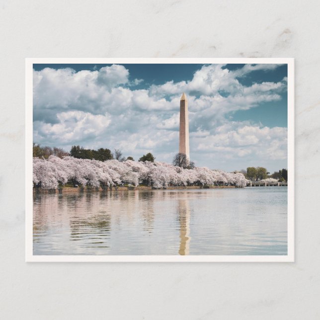 Carte Postale Fleurs de cerisier du monument Washington DC Photo (Devant)