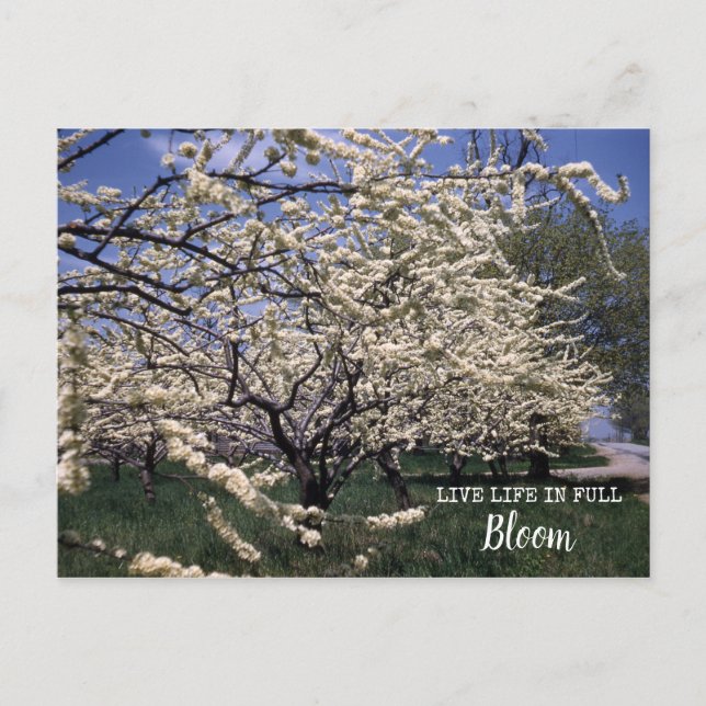 Carte Postale Fleurs de cerisier Fleurs de verger de ferme rétro (Devant)