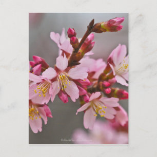 Carte Postale Fleurs de cerisier japonaises roses sur un ciel gr