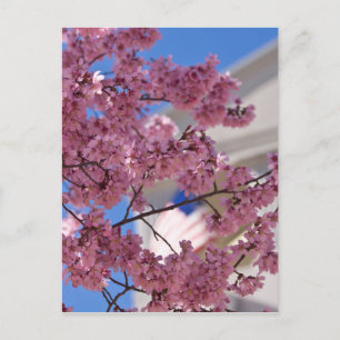 Carte Postale Fleurs de cerisier Sakura Americana