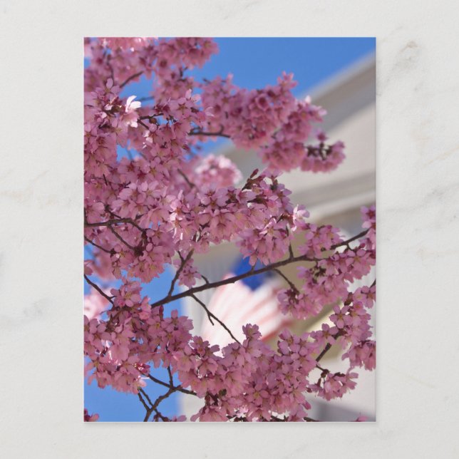 Carte Postale Fleurs de cerisier Sakura Americana (Devant)