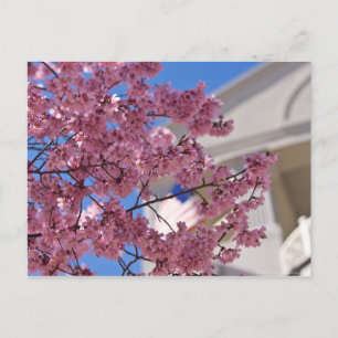 Carte Postale Fleurs de cerisier Sakura Americana